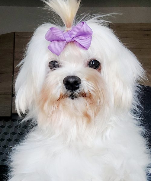 20260403_153950-maltese-adulto