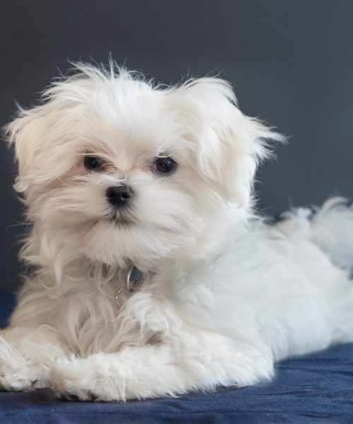 dog-puppy-white-color-white-background-small-bicho-2026-01-07-02-30-21-utc