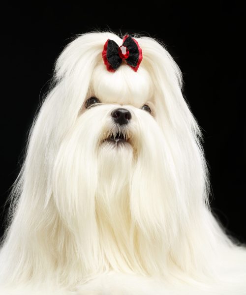 Maltese,Dog,Isolated,On,Black,Background,In,Studio