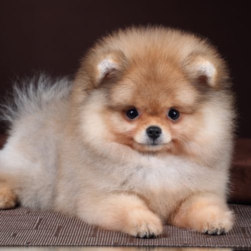 Cute fluffy pomeranian puppy on brown background