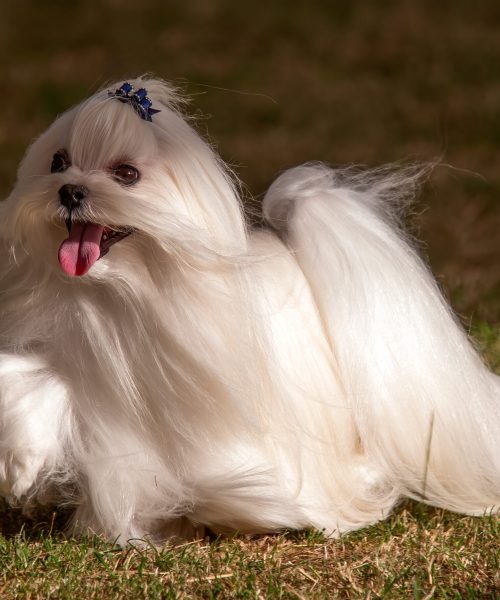 Small,long,Haired,white,Maltese,Dog,With,A,Blue,Bow,In,His