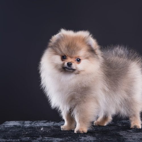 Portrait,Of,A,Pomeranian,Puppy