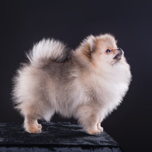 portrait of a Pomeranian puppy