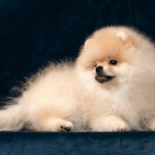 A cream-colored spitz puppy lies on dark velvet half-turned