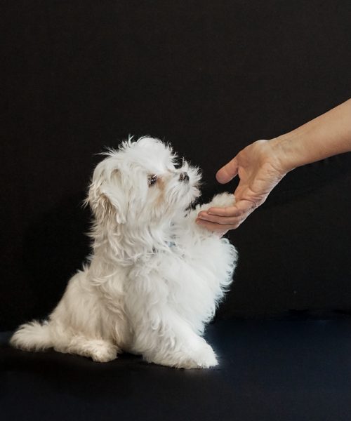 studio-with-natral-light-a-little-puppy-2026-01-07-00-22-54-utc