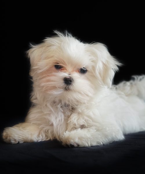 studio-with-natral-light-a-little-puppy-2026-01-07-01-41-18-utc