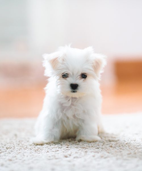 SSUCv3H4sIAAAAAAAACqRVy27kNhC8B8g/GDzvIKT4zm0/YIHccljkQEmUhzAlCiLl2DD876E0otTyY33IZTCsblaT1V3Uy++/3d2h2kTXoD/vXpZVXjvv55gmk1wYMoy/bfhkh9ZOEHmcqMAQsK1LYXLGQ7A2qbkOprcZHGbvF/h1DaKYTJqjjaB6O1nTx+TWdFo44nVOyU4xheYB4o0ZVmy8hhRgYAxDyyHQTdaObtlMCmTaUNt3lKSiUwcBjvH4BIHWjiG6tNaMp6LuKRkIPJvn3jVTgFWb4MM81eEJgj6rBjcab/pnCPQhHgUPLu/G1hq/toUAYRuT7H3mPElbGv3ztr4rgU3JlEPo++B64+MffzvfetdZtJW6dWGul5y/bIqowLeC/4Pth4uN9d4MNsyA9vbnn12Qezs0iyIvr+Cak/XW3Obn5y0VPfyb56Rfr70lmbl1AcjwGJp8pkVcwDROrnHDPdgW0nWVtWxrwjykaTkCQkfbwmhqv4xqlzltwa8mxpzeFhx2Jnsr9KDOENJ6gY0Vtbl1y5LQSjEuCaNKE8E5IQia5uoyz3qccsB59MG0dim6t+JsJ8I1JrKSsgzQe2ftKdWR8tZke444corfPooB621RBdhPLtwT+JFQDLnH5BF7a8UtR52OtrlyiXF13g8NuoW1AjeHXs1xSbWuiicP2+4hcOri4BKj5T18Z+aSAHjPvhZUU6UoqW7x4rjFQL3LzTt3fCVu58FuWxmplADFy3NWpML4l71gutJfTAvTlH371cQxzfFn/WRasM/GiGlFvxhDhYX8Yh6q/EM/nQdGhPiwoSq7T9APG5obzUnFt3acvmf5fK6Fj26RGxFMBOH5Unx/Pk5yI8qJUJxQvMffqI2IpKrSubzYU05qI6KolFLRo0QRG+UP+uPgHsJjTMt7WGGcT6bEwVSkzw8PVjLzsD30VnmkCGOU0e1F+kB3RCXXEjPIv8mOBKOUVeKg30RHlCrJsgSHPpvkqOl0Xduuu1RG2AvDhF+06vhFiqyFxobmMVg/HVsf3GIJlC2TraXNRQnLLqyh3UXjvMSMGF2Lihki867X/wAAAP//AwDM2ccfBwkAAA==